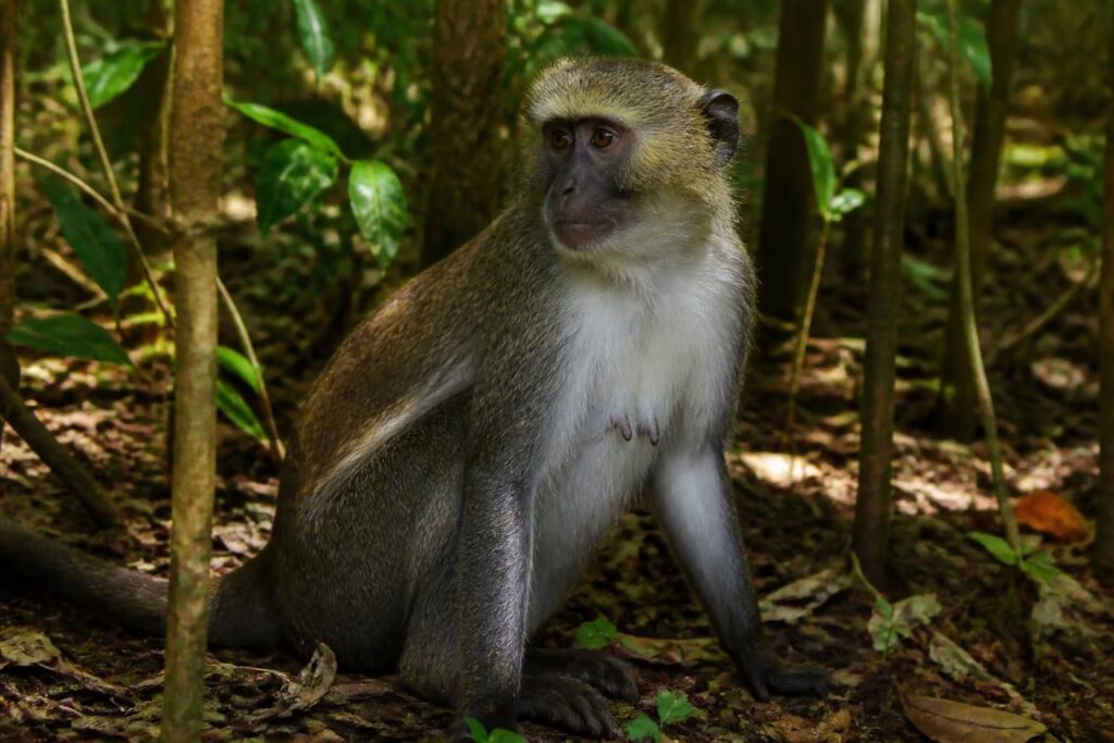 découvrez si la femelle du singe s'appelle guenon, avec les origines et définitions de ce terme dans le monde animal.