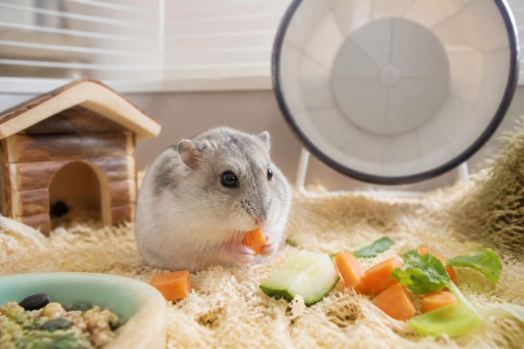 Hamster russe espérance de vie en captivité : ce qu’il faut savoir