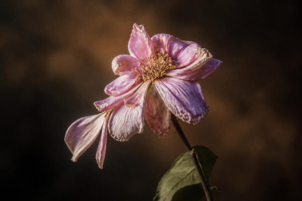 découvrez la signification et les particularités du désespoir du peintre, une jolie fleur aux multiples symboliques et charme unique.