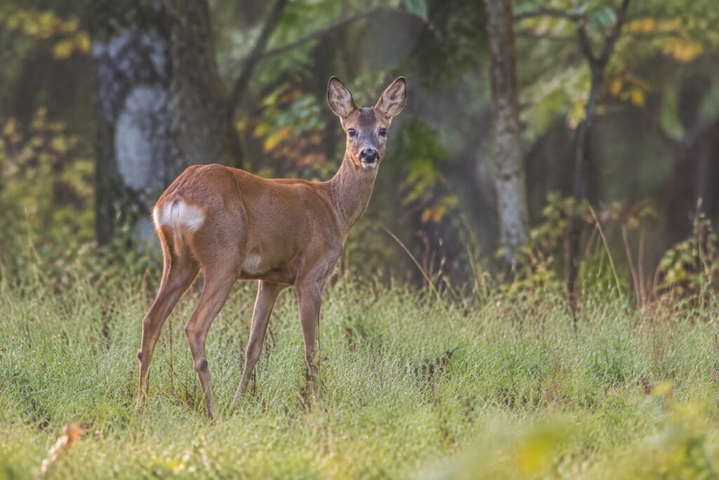 Comment reconnaître la chevrette, la femelle du chevreuil