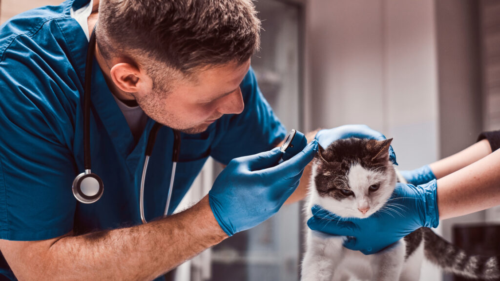 Comment choisir la meilleure clinique vétérinaire Fear Free pour son animal en 2026 ?