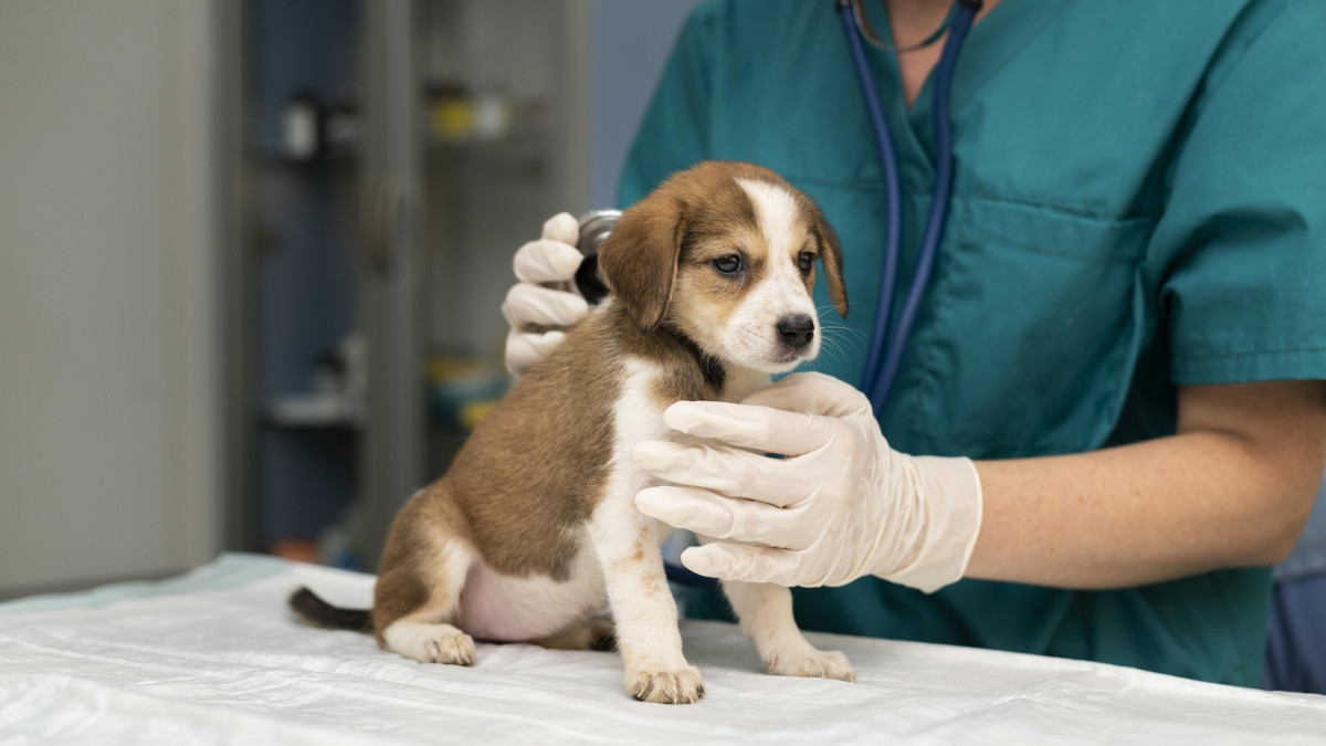 Chiot ausculté avec bienveillance par une vétérinaire